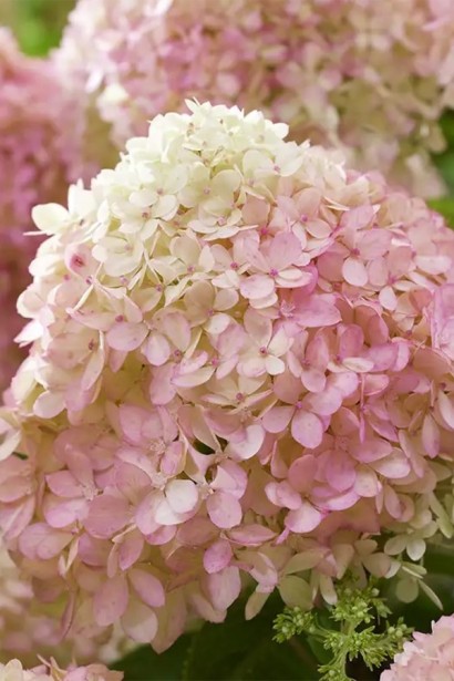 Гортензія волотиста ‘Лівінг Літл Лав’|Hydrangea paniculata ‘Living Little Love’|Гортензия метельчатая ‘Ливинг Литл Лав’